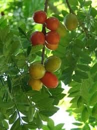 Kumquat Orange Fruit Seeds for Planting - Red Variety, Ideal for Home Garden, Heirloom Seeds